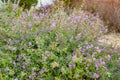 Creeping Lantana in bloom. Beautiful evergreen plant