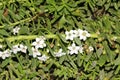 Creeping Myoporum, Myoporum parvifolium