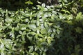 Creeping myrtle or dwarf periwinkle plants with shiny green leaves outdoors on sunny day. Ornamental gardening concept