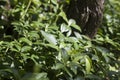 Creeping myrtle or dwarf periwinkle plants with shiny green leaves outdoors on sunny day. Ornamental gardening concept