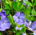 Creeping Myrtle / Periwinkle