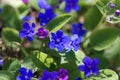 Creeping navelwort, Omphalodes verna