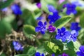 Creeping navelwort, Omphalodes verna