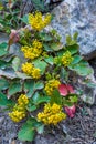 Creeping Oregon Grape Holly Royalty Free Stock Photo