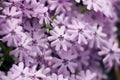 Creeping phlox Royalty Free Stock Photo