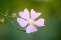 Creeping phlox blooming flower, close up Royalty Free Stock Photo