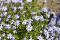 Creeping Phlox Fabulous Blue Violet