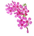 Creeping Phlox Flowers Royalty Free Stock Photo