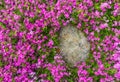 Creeping Phlox Royalty Free Stock Photo