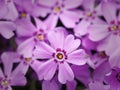 Creeping phlox or Moss phlox (Phlox subulata) Royalty Free Stock Photo