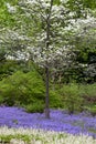 Creeping Phlox (Phlox stolonifera) or Sherwood Purple