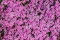 Creeping phlox pink flower background Royalty Free Stock Photo