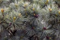 Creeping pine violet blooming and silver-blue needles closeup