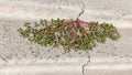Creeping plant growing out of a crack in concrete steps Royalty Free Stock Photo