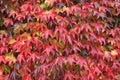 Creeping plant with red leaves