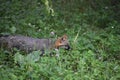 Creeping and Prowling Grey Fox in the Wild Royalty Free Stock Photo