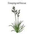 Creeping red fescue festuca rubra , medicinal plant