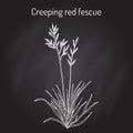 Creeping red fescue festuca rubra , medicinal plant