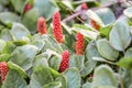 Creeping rhubarb Gunnera prorepens with red berries Royalty Free Stock Photo