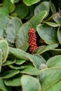 Creeping rhubarb Gunnera prorepens, red berries Royalty Free Stock Photo