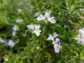 Creeping savory - Satureja spicigera