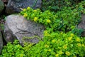 Close-up of flowering creeping sedum on lichen-covered rocks.