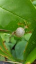 Creeping snail Royalty Free Stock Photo