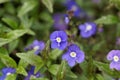 Creeping speedwell, Veronica peduncularis Royalty Free Stock Photo