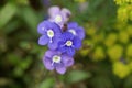 Creeping speedwell, Veronica peduncularis Royalty Free Stock Photo