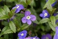 Creeping speedwell, Veronica peduncularis Royalty Free Stock Photo