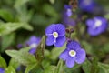 Creeping speedwell, Veronica peduncularis Royalty Free Stock Photo