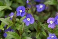 Creeping speedwell, Veronica peduncularis