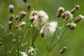 Creeping thistle autumnal seeds closeup view with green blurred background