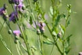 Creeping thistle in bloom with bee closeup view of it Royalty Free Stock Photo