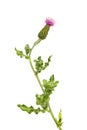 Creeping thistle flower and foliage