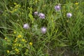 Creeping Thistle blooming in spring