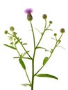 Creeping Thistle, Cirsium arvense Royalty Free Stock Photo