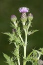 Creeping Thistle