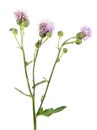 Creeping thistle or Cirsium arvense flowers isolated on white background. Medicinal and invasive plant