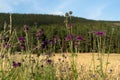 Creeping Thistle Cirsium arvense in the grain field Royalty Free Stock Photo