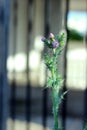 Creeping Thistle, Cirsium arvense plant stem, leaves close up on blurry background