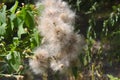 Creeping thistle in the forest