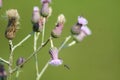 Creeping thistle with insects in bloom closeup view of it Royalty Free Stock Photo