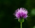 Creeping thistle Royalty Free Stock Photo