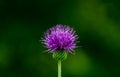 Creeping thistle Royalty Free Stock Photo