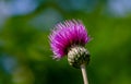 Creeping thistle Royalty Free Stock Photo