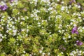 creeping thyme flowers with a solid background. colorful flower photo Royalty Free Stock Photo
