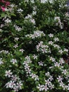 Creeping Vincas in Bloom Royalty Free Stock Photo