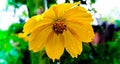 Creeping wedelia -yellow little star flower in the garden in rainy season