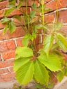 Creeping wild vines on the wall of a brick building Royalty Free Stock Photo